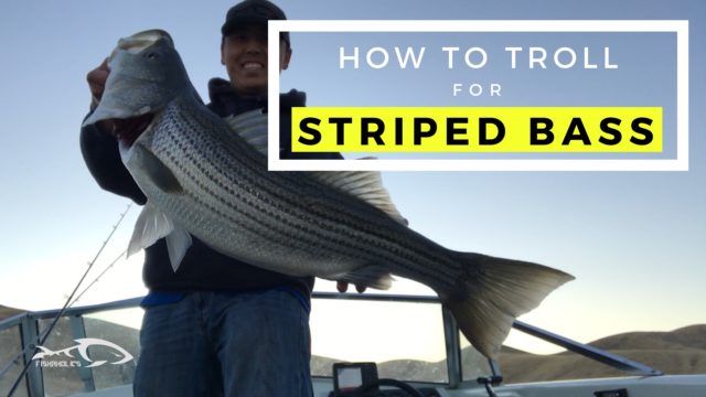 A Rig To Catch Stripers Consistantly